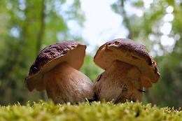 Funghi in Veneto: tre mete imperdibili per gli appassionati del sottobosco