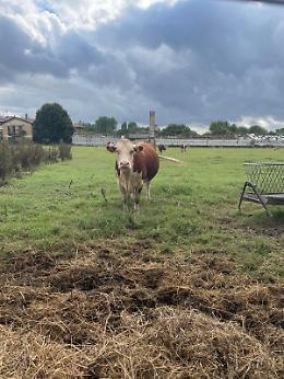 Veneto, domenica le Fattorie Didattiche aprono le porte: una lezione di natura per tutta la famiglia