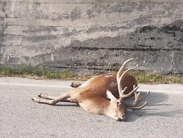 Incidente a Verona, un cervo investito sulle colline della Valpantena