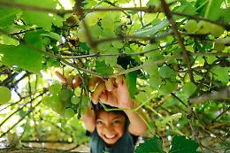Il Veneto e la vendemmia: tre luoghi dove vivere la magia della raccolta dell’uva