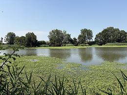 Codevigo: l'oasi di Ca' di Mezzo compie 25 anni, laboratorio di sostenibilità e biodiversità