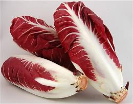 Autunno tempo di radicchio: tutto quello che devi sapere sul famoso radicchio precoce veneto