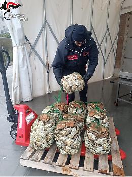 Violazione del regolamento ittico a Chioggia: al mercato ittico 100 kg di capesante troppo piccole per essere pescate