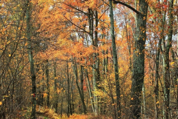 A Zero Branco prende il via “Novembre d’Autore”: Michele Zanetti inaugura la rassegna