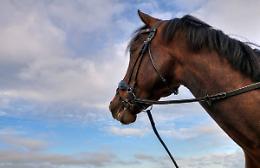 Verona si prepara a Fieracavalli: tutto pronto per quattro giorni di passione equestre