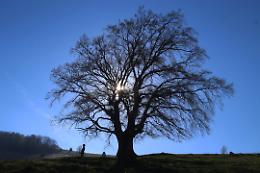 Perché in autunno cadono le foglie: il segreto della natura che si prepara al riposo