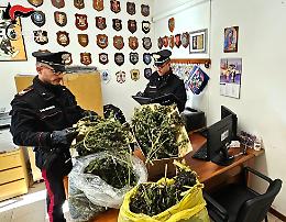 Albignasego, arrestato 53enne per produzione e detenzione di marijuana