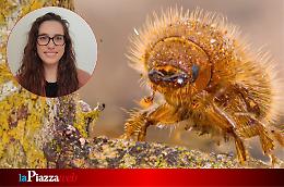 All’Università di Padova parte il primo dottorato per lo studio del bostrico, l'obiettivo: salvare le foreste venete