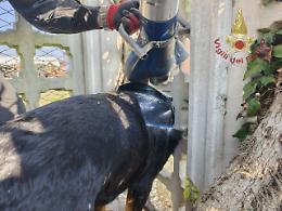 Isola della Scala, rottweiler incastrata nella recinzione: salvata dai Vigili del fuoco