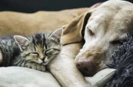 “Tutto l’amore che resta”: oggi la presentazione del libro sulla perdita degli amici a quattro zampe