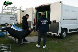 Verona, leone marino salvato da condizioni inadeguate: denunciati tre responsabili