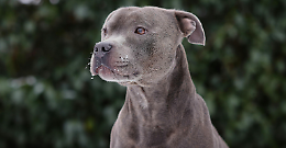 Venezia, bimba morsa dal cane di famiglia, il padre finisce a processo per abbandono di minori