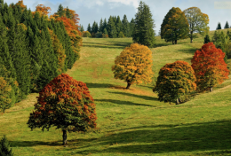Veneto in verde: 90.000 nuovi alberi grazie agli incentivi regionali