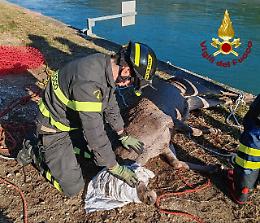 Vigili del fuoco salvano cerva incinta trascinata per 15 chilometri sul canale Biffis