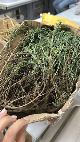 Cavarzere. L&rsquo;ingegner Frison: &ldquo;Queste piante potrebbero servire a contenere anche gli infestanti&rdquo;  