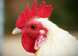 Polverara celebra la 24ª Fiera della Gallina: tradizioni, gastronomia e laboratori per tutti