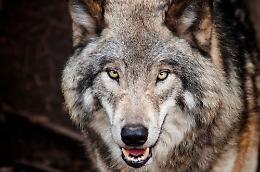 Ospitale di Cadore, troppi lupi nei boschi: sospese le passeggiate del progetto “Salute e Benessere”