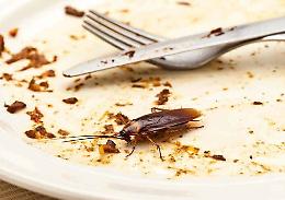 Topi e scarafaggi in due locali di Verona: i ristoranti chiusi per gravi carenze igieniche dopo segnalazioni dei cittadini