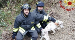 Segugio intrappolato nella tana dell’istrice: salvato dai vigili del fuoco