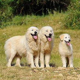 Selvazzano, uccisi 9 cuccioli di Maremmano a badilate: condanna a sei mesi e 5mila euro