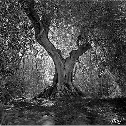 Mirano, lo sguardo di Michele Gallo nella mostra "Borgogna: non solo vino"