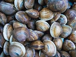 Vongole senza certificazioni, scatta il maxi sequestro nel Polesine
