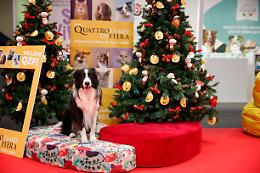 Sempre pi&ugrave; attenzione agli amici a quattro zampe: a Padova cresce la spesa per il benessere degli animali