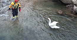 Salvataggio di un cigno in pericolo a Alleghe: intervento dei Vigili del Fuoco