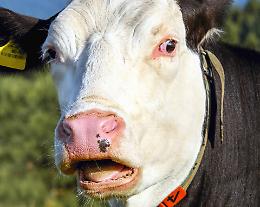 Fuga di bovino a Cologna Veneta: in azione le forze dell&rsquo;ordine per rintracciare il toro