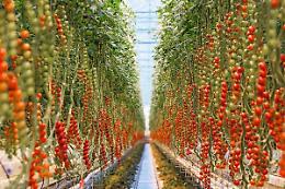 I pomodori marocchini conquistano il mercato europeo, produttori italiani in allerta