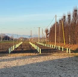 Piantati a Massanzago 600 nuovi alberi, la Provincia incentiva il verde