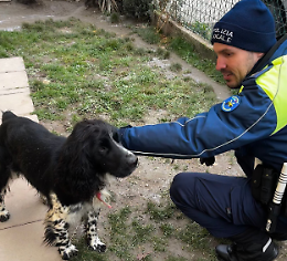 Cane segnalato al freddo in Rovigo: intervento della Polizia Locale 