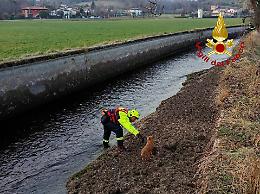 Sarcedo: i Vigili del Fuoco salvano cinque cani rimasti bloccati su un'isolotto lungo un ramo del fiume Astico