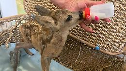 La Provincia di Treviso cerca associazioni e volontari per il recupero degli animali selvatici feriti