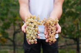 Solo 3.000 bottiglie l'anno e una lista d'attesa infinita: il segreto del vino pi&ugrave; raro del mondo