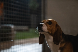 Irregolarit&agrave; nei test Aptuit: la Lav di Verona si costituisce parte civile nel processo