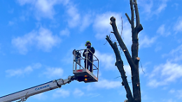 Taglio degli alberi a Montegrotto, il Comune replica alle proteste: &ldquo;Decisioni basate su dati scientifici&rdquo;