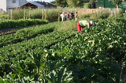 A Rovigo tornano gli orti urbani: bando aperto per famiglie, anziani e associazioni