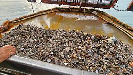 Vongole scomparse, famiglie allo stremo: i pescatori chiedono lo stato di calamit&agrave;