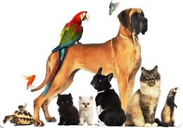 Campagna di sensibilizzazione sul benessere degli animali