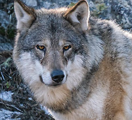 Lupi attivi in Trentino, orsi in letargo: il report sui grandi carnivori 