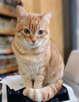 Rovigo piange la sua mascotte: il gatto Rossini investito in centro