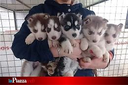 Sequestrati 37 husky da slitta sull'Alpe Cimbra: denunciato il titolare dell'allevamento