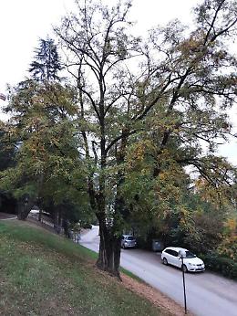 Nuovi alberi a Madonna Bianca: sostituiti quattro esemplari a rischio cedimento nell&rsquo;area verde