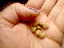 Furto &ldquo;prezioso&rdquo; a Pordenone: sembravano pepite, erano calcoli renali