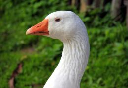 Oca decapitata sulla spiaggia, mistero a Purfina