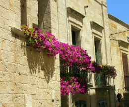 Marzo in fiore: i segreti per un balcone colorato anche con il freddo