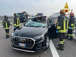 Scontro con un cervo sulla Pedemontana Veneta: automobilista ferita, traffico paralizzato