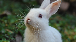 Conigli nel cimitero di Trento: il consigliere Demarchi solleva il caso in consiglio comunale