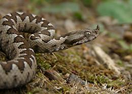 Vipere in anticipo: il caldo fa scattare la stagione, morsa una bambina in Lessinia